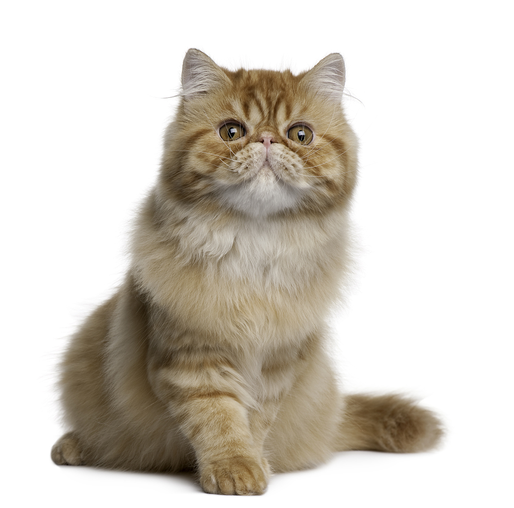 Persian cat